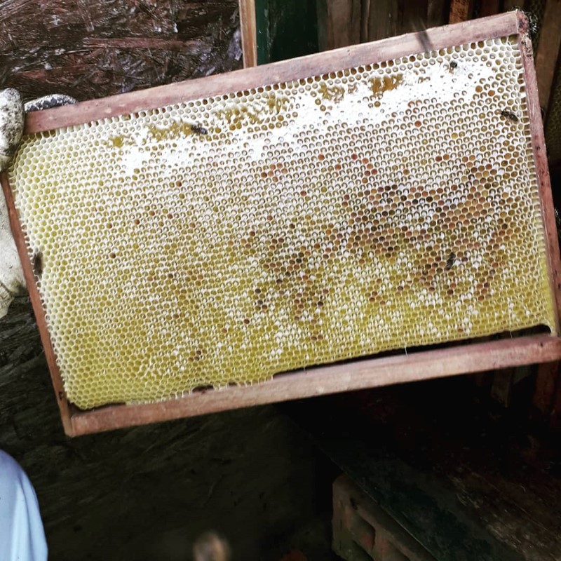 BAGREM ANNO DOMINI 2019.