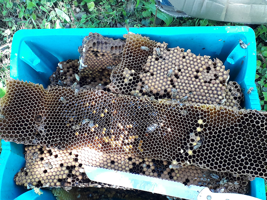 izrezano trutovsko leglo