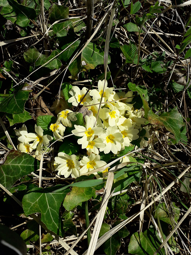 ŠTO NAPRAVITI S JAGLACOM I MEDOM?