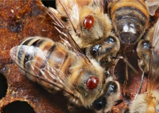 Varroa destructor